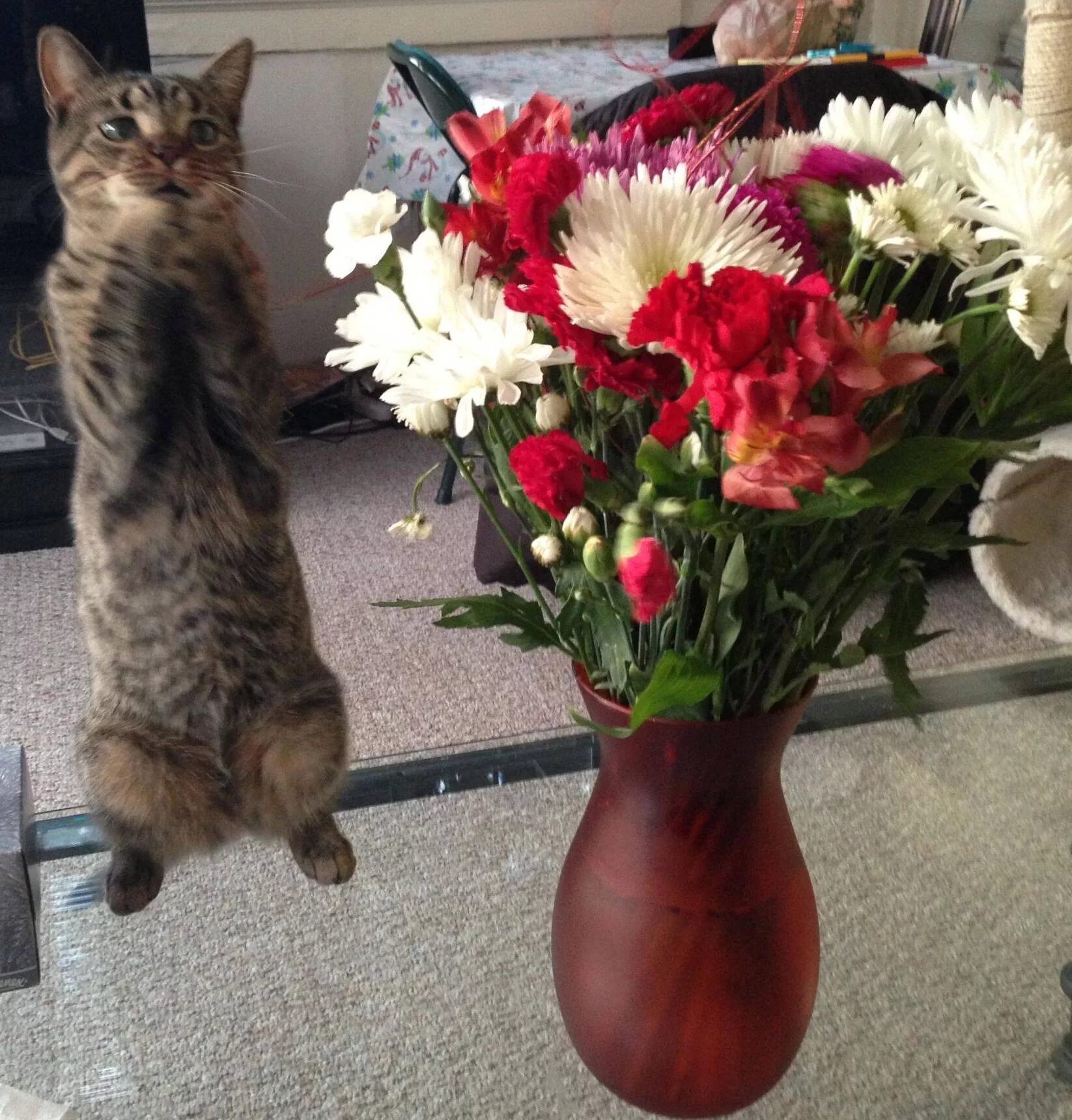 Смешные коты в цветах. Цветы шутки. Кошка с букетом цветов. Цветы шутки. Прикол про цветы девушкам.