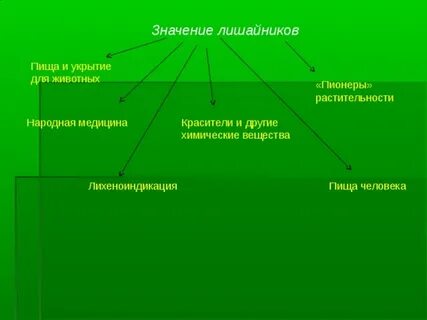 Лишайники пионеры
