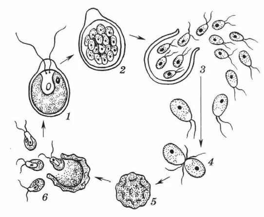 Бесполое размножение хламидомонады. Половое размножение хламидомонады. Размножение хламидомонады схема. Размножение споровых растений хламидомонада.