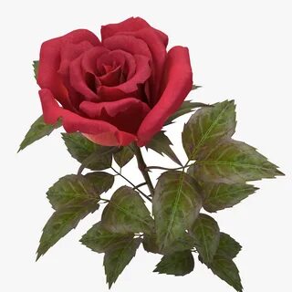 Rose 3