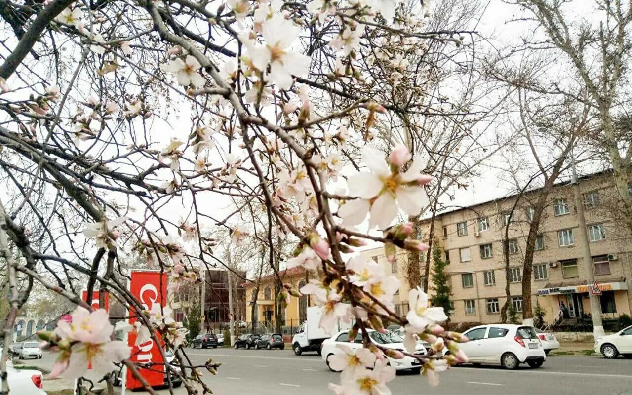 Ахматова Ташкент зацветает. Ташкент весной. Цветущие деревья Узбекистана.