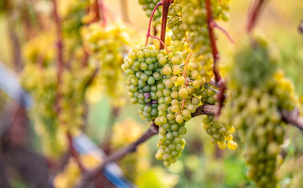 Виноград начал. Камское устье виноградник. камский виноградник татарстан. камское устье виноград. камско устьинский виноградники.