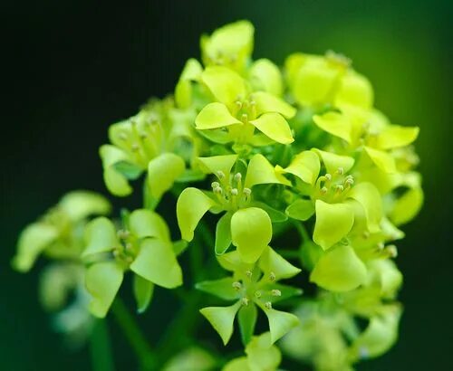 Как выглядит цветок с зелеными цветами Файл:Euphorbia esula  Википедия