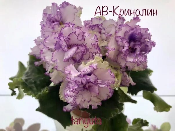 Фиалка кринолин фото и описание - MosRosa.ru