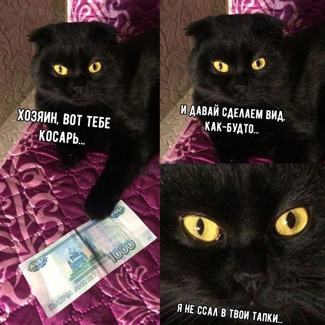 Создать мем с котами. Коты мемы с надписями. кот мем. мем коты с надписями. смешные мемы с котами и надписями.