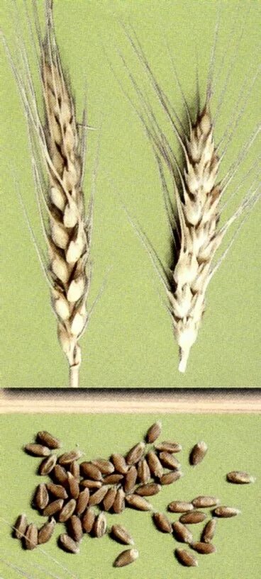 3 сорт зерна. Устюковые сорта озимой пшеницы. сорт озимой пшеницы школа. сорт озимой пшеницы зодиак.