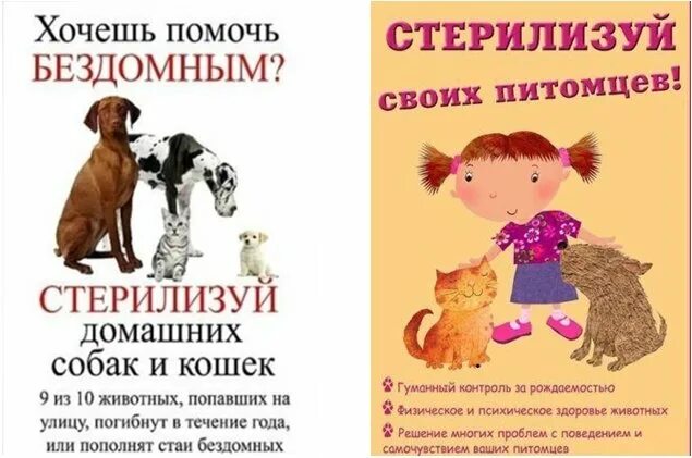 Стерилизация бездомных кошек. Хочу стерилизовать. Хочу стерилизовать. Вещества для стерилизации. Хочу стерилизовать.