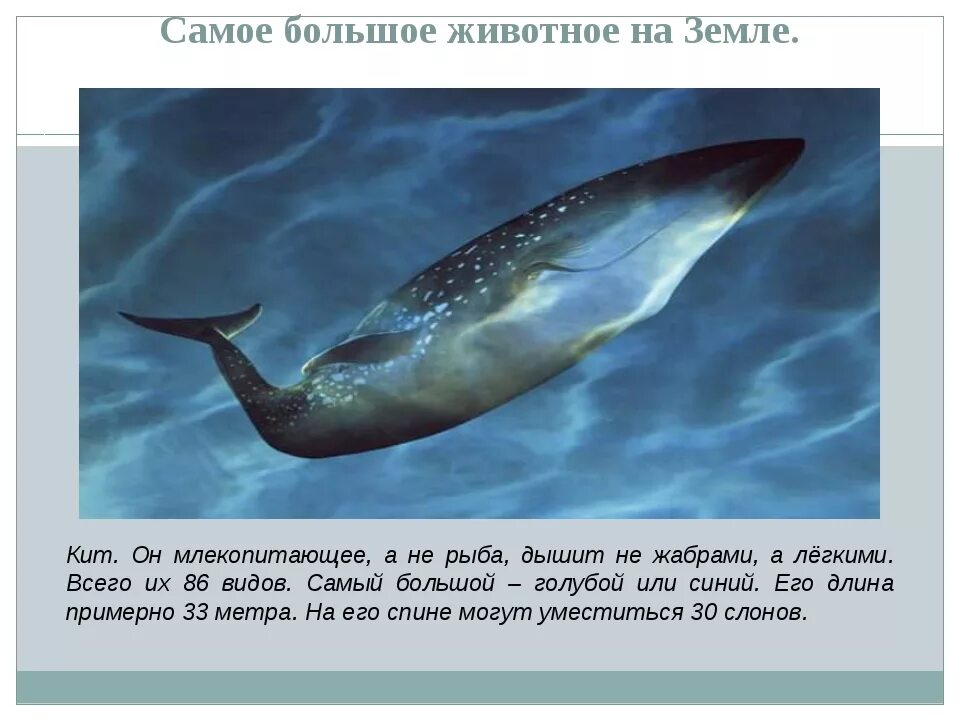 Почему кит зверь. Самое крупное млекопитающее. Синий кит рыба. Кит самое большое животное на земле. Синий кит самое большое животное на земле.