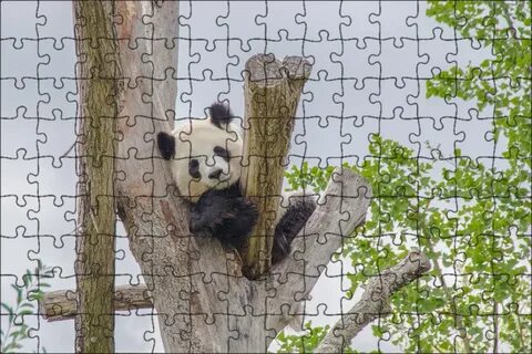 Большинство животных