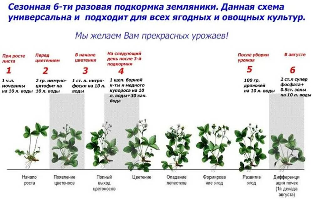 Фазы цветения растений