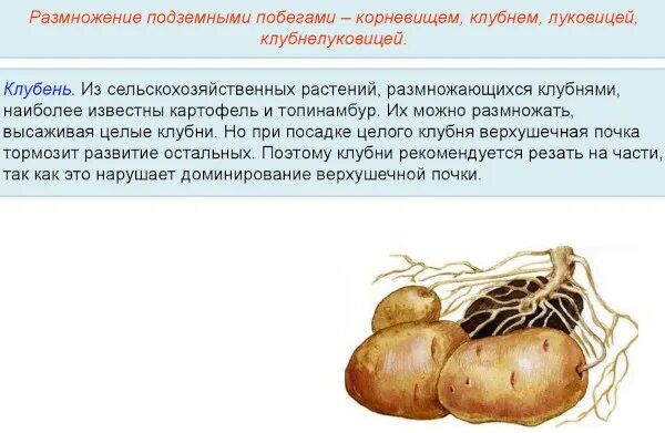 Размножение растений клубнями описание. Размножение растений листьями. Вегетативное размножение растений клубнем картофель. Вегетативное размножение картофеля клубнями. Глоксиния размножение клубнями.
