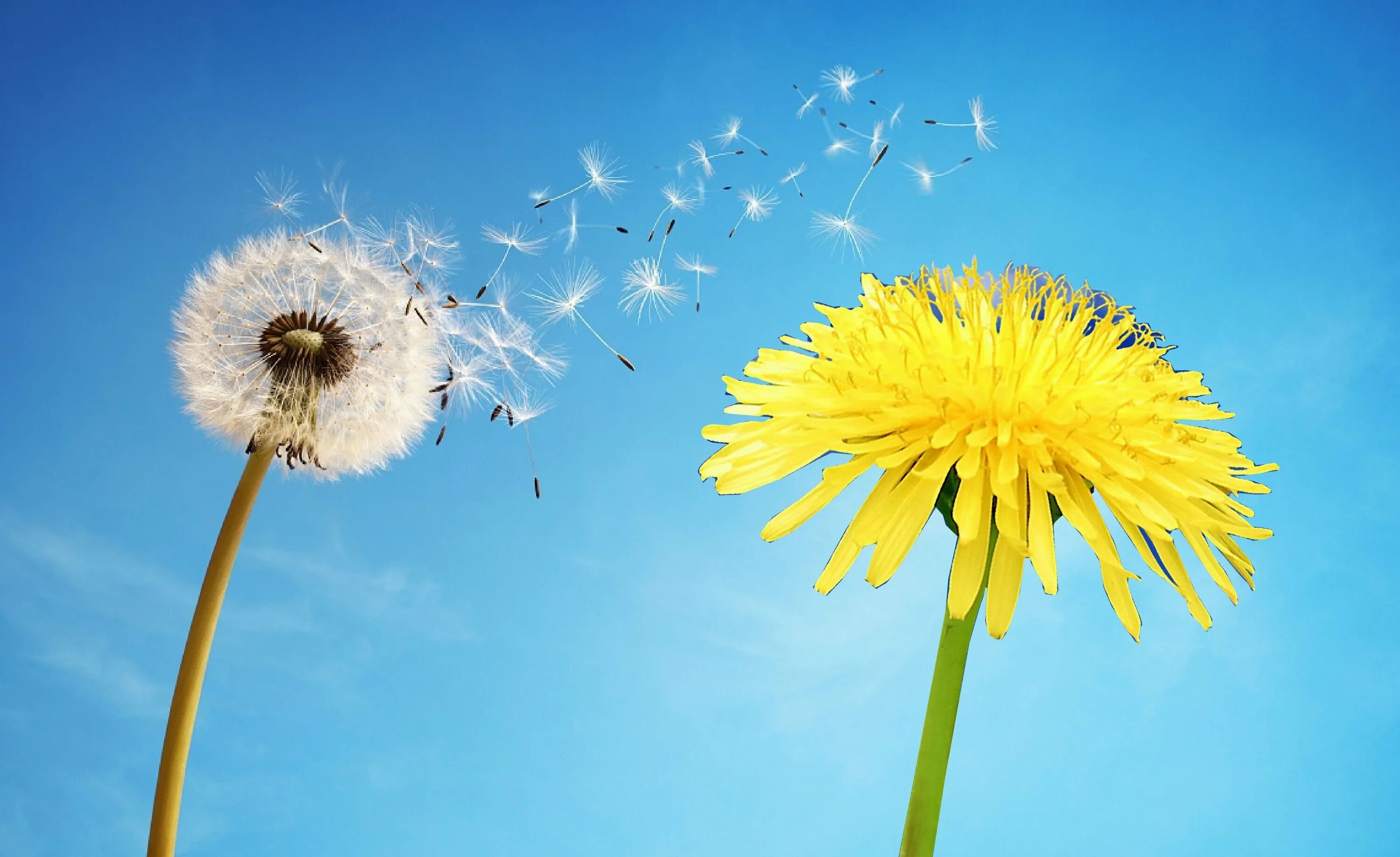 Какого цвета одуванчик. Одуванчик цветок. Одуванчик полевой обыкновенный. Одуванчик астровые. Какого цвета одуванчик.