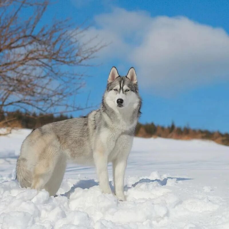 Хаски ф5. Сибирский хаски. Сибирский хаски / Siberian Husky. Сибирский заск и. Среднесибирская хаски.