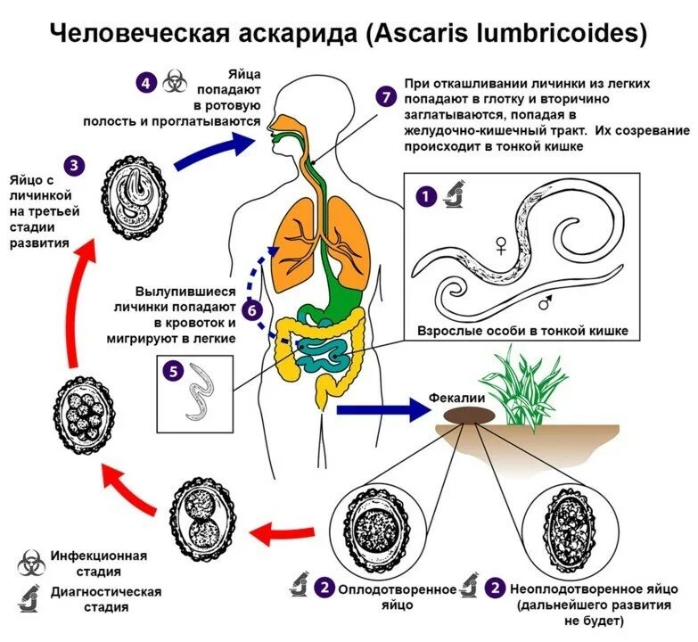 В каком органе обитает взрослая особь аскариды. Жизненный цикл аскариды схема. Аскарида человеческая цикл жизненный цикл. Схема жизненного цикла аскариды (Ascaris lumbricoides). Жизненный цикл аскариды человеческой схема.