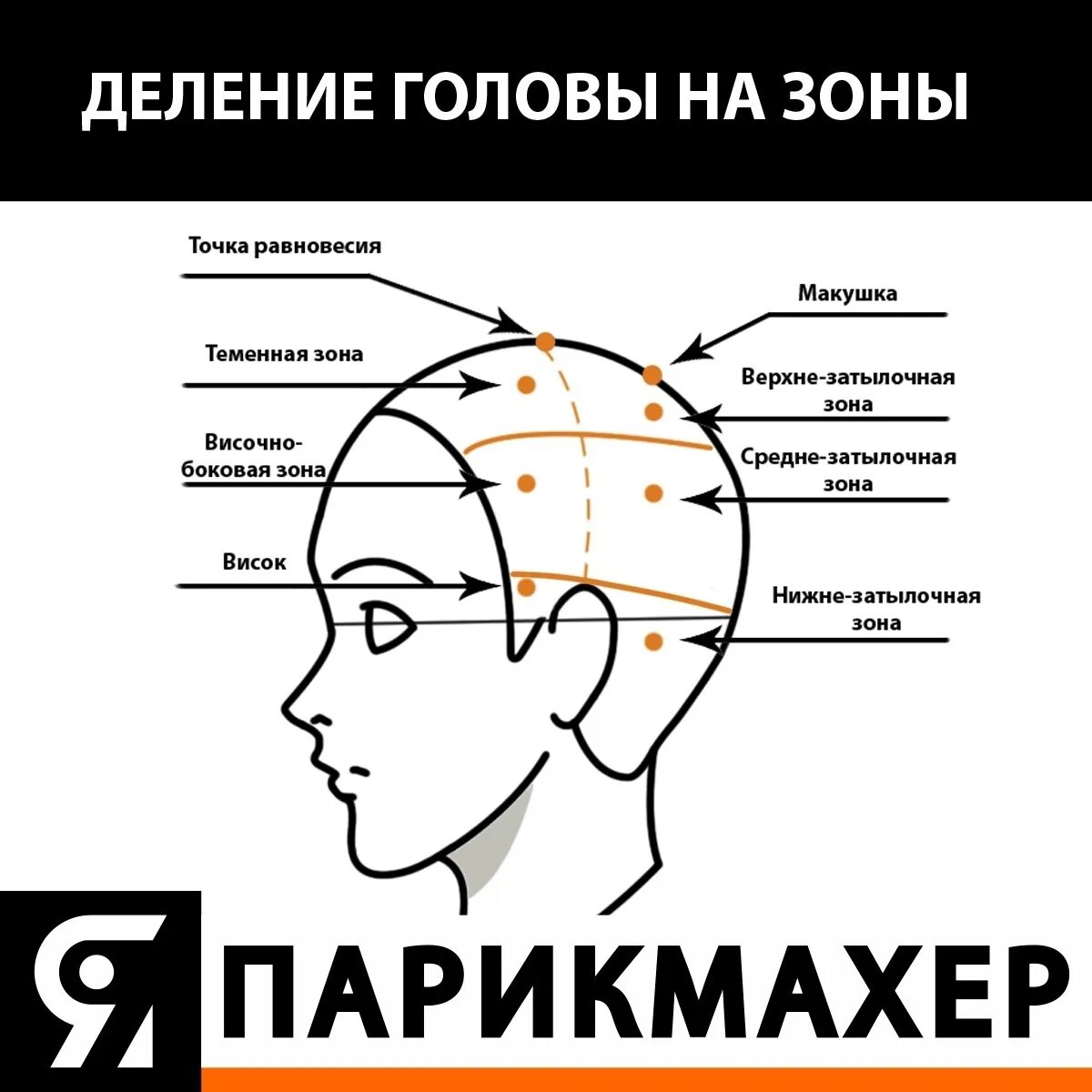 Как называется затылок. Деление на проборы головы для парикмахеров. Деление волосяного Покрова головы на зоны. Зоны головы для парикмахеров. Деление на зоны головы схемы.