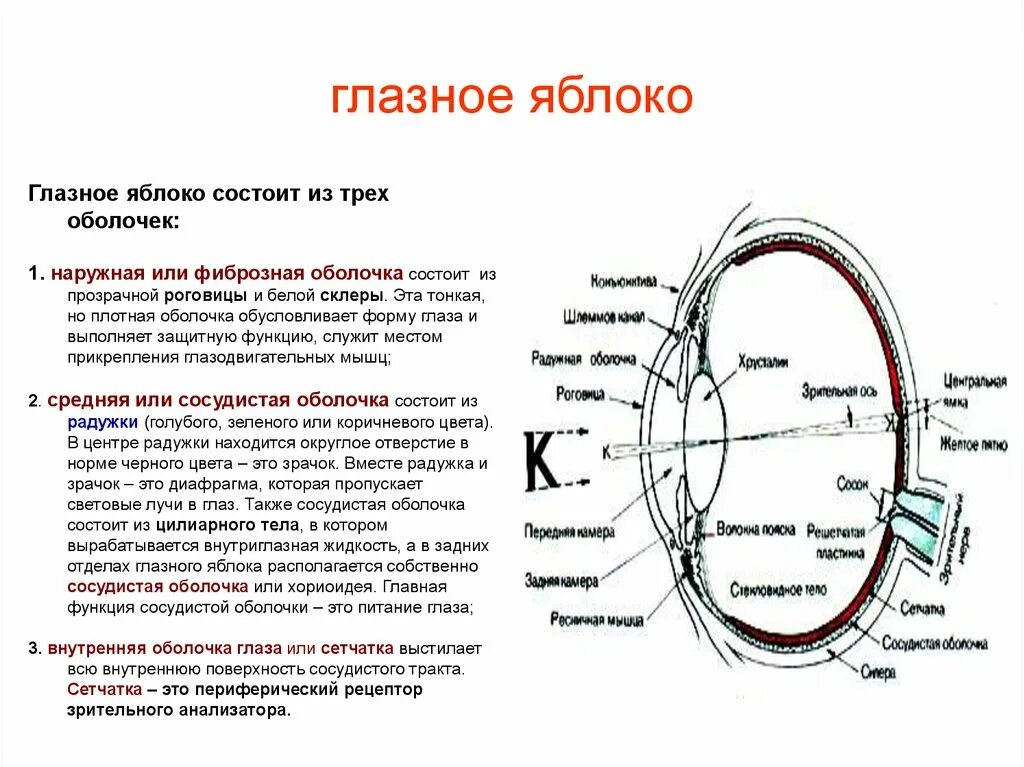 Функции оболочек глазного яблока. Оболочки глазного яблока анатомия функции. Внутренняя оболочка глазного яблока строение. Оболочки и содержимое глазного яблока анатомия.