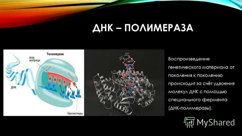 Днк косметика. Днк магазин. Днк магазин интернет сайт. Dnk parfum оптом. Магазин косметики днк мозырь.