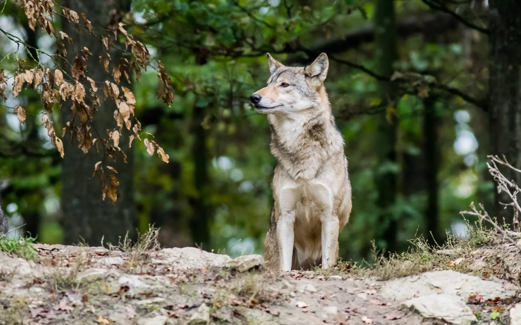 Волк под деревом. Волк под деревом. Оборотень. Волк и олененок. Волк под деревом.