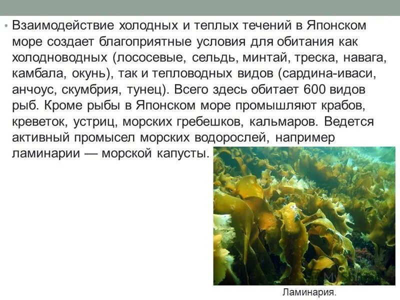Японское море текст. Японское море презентация. рассказ о японском море. сообщение о японском море. японское море интересные факты.