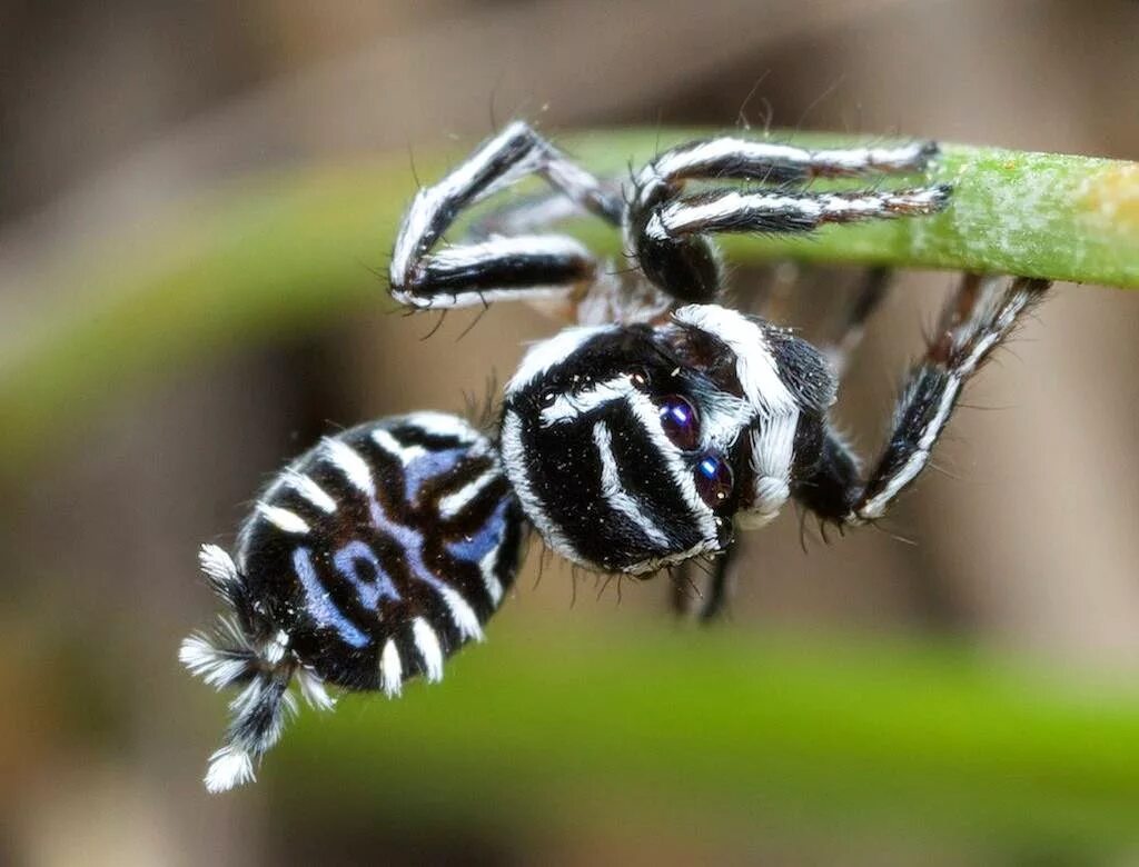 Самые самые паукообразные. Паук-Павлин (Maratus volans). Красноспинный паук скакун. Maratus sceletus. Sinopoda Scurion паук.