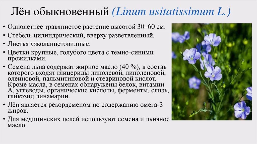 Сколько живут лен. Лён обыкновенный долгунец. Лён обыкновенный (Linum usitatissimum l.). Лен обыкновенный - Linum usitatissimum. Ботаническая характеристика льна.