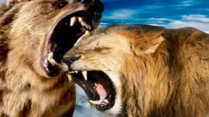 Лев против медведя. Медведь Гризли против Льва.