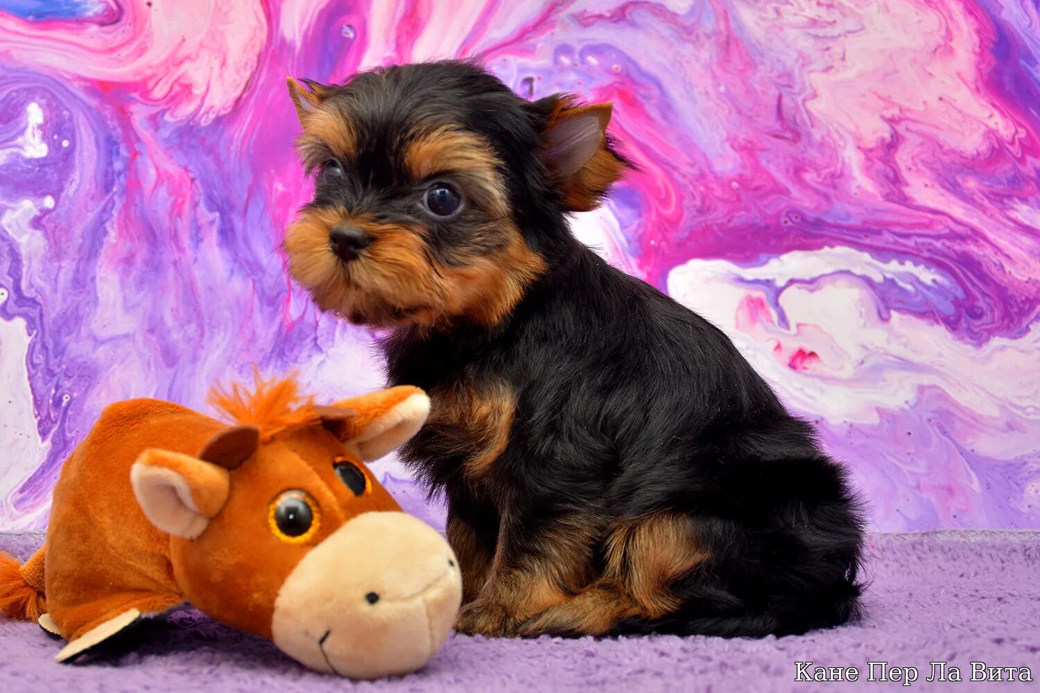 Щенки йоркширские терьеры недорого. Щенки йоркширские терьеры недорого. Йоркширский терьер со щенками. Йоркширский терьер мини 800гр. Чистопородный йоркширский терьер.