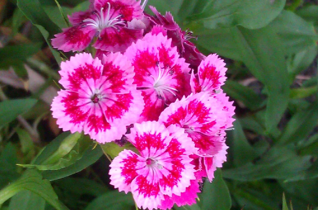 Гвоздика Dianthus chinensis. Гвоздика китайская Грация. Гвоздика китайская Диантус. Гвоздика китайская условия выращивания