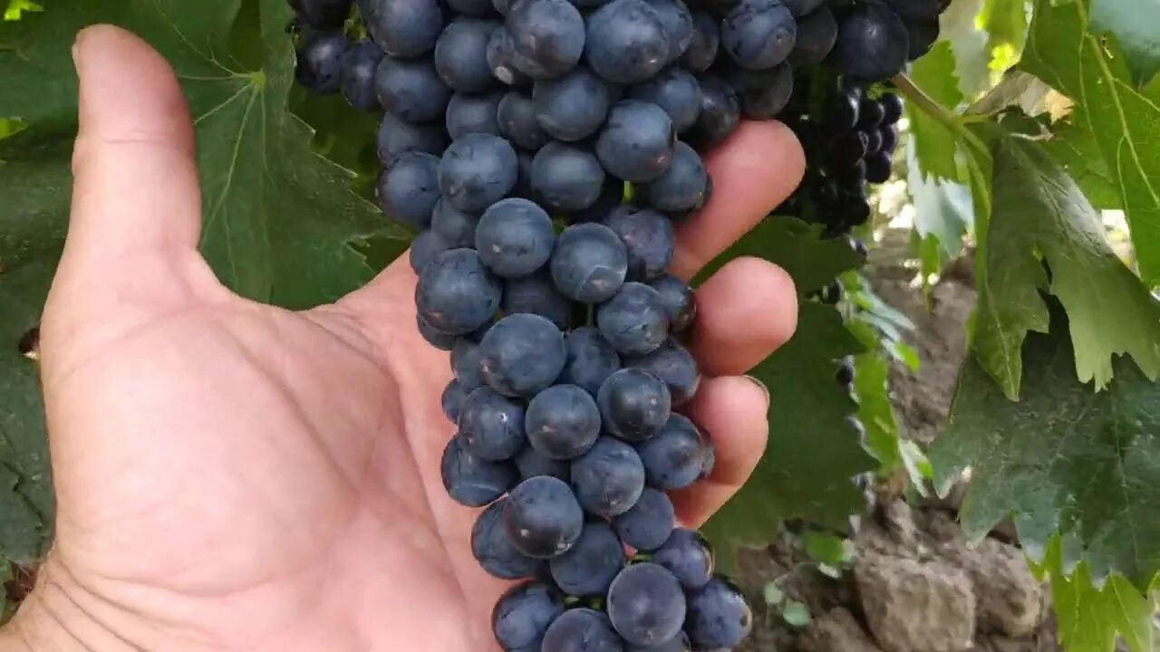 @Супер виноград ЯСЯ, кишмиш Виноград 2021 Ранний виноград - YouTube