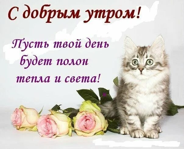Светы доброе утро. Милые пожелания с добрым утром. открытки с добрым утром с котиками. открытки с добрым утром с котятами. доброе утро светик.