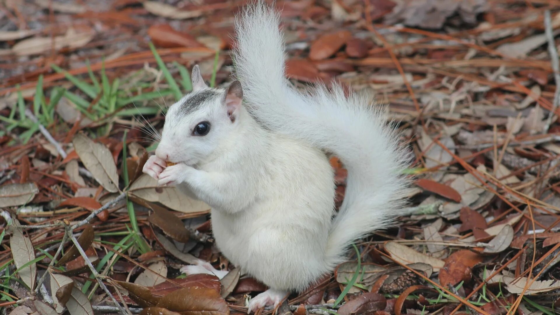Альбиносы животные. Красивая белая белка. Белая белка летяга. Белка однокоренные слова. Белые белки.