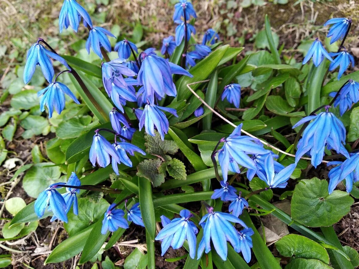 Весенние первоцветы в саду. Луковичные первоцветы. Пролеска Сибирская. Первоцветы голубые колокольчики. Весенние садовые первоцветы.
