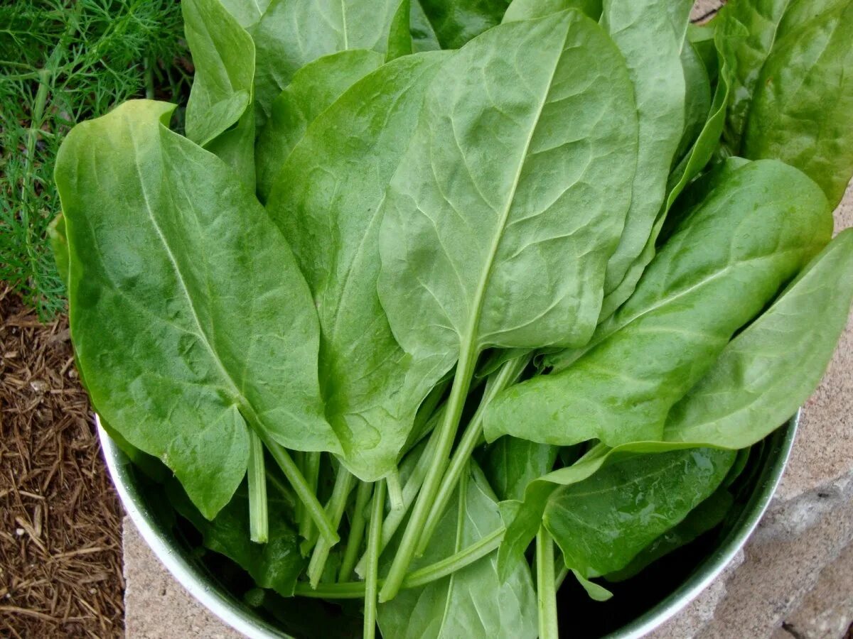 Как выглядит щавель форма половых. Щавель кислый rumex acetosa. sorrell щавель. щавель широколиственный. щавель обыкновенный.