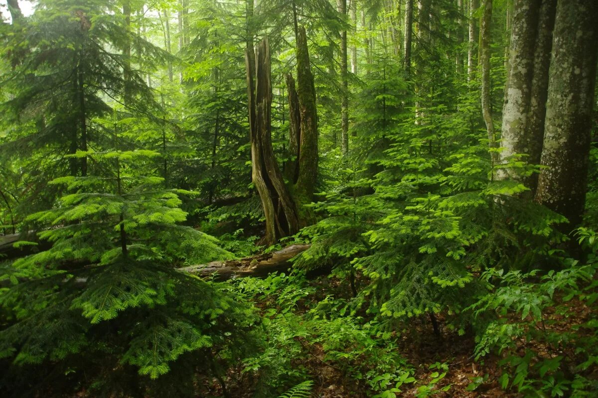 пихта лесничество. пихта лесничество. лесовосстановление пихта кавказская. пихта лесничество. пихтово-кедровая черневая тайга.