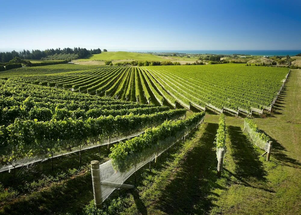 Промышленность новой зеландии. Виноградники Мальборо новая Зеландия. Винодельня новая Зеландия. Винный фестиваль в Мальборо (Wine Marlborough Festival) — новая Зеландия. Новая Зеландия Мальборо виноградники Терруар.