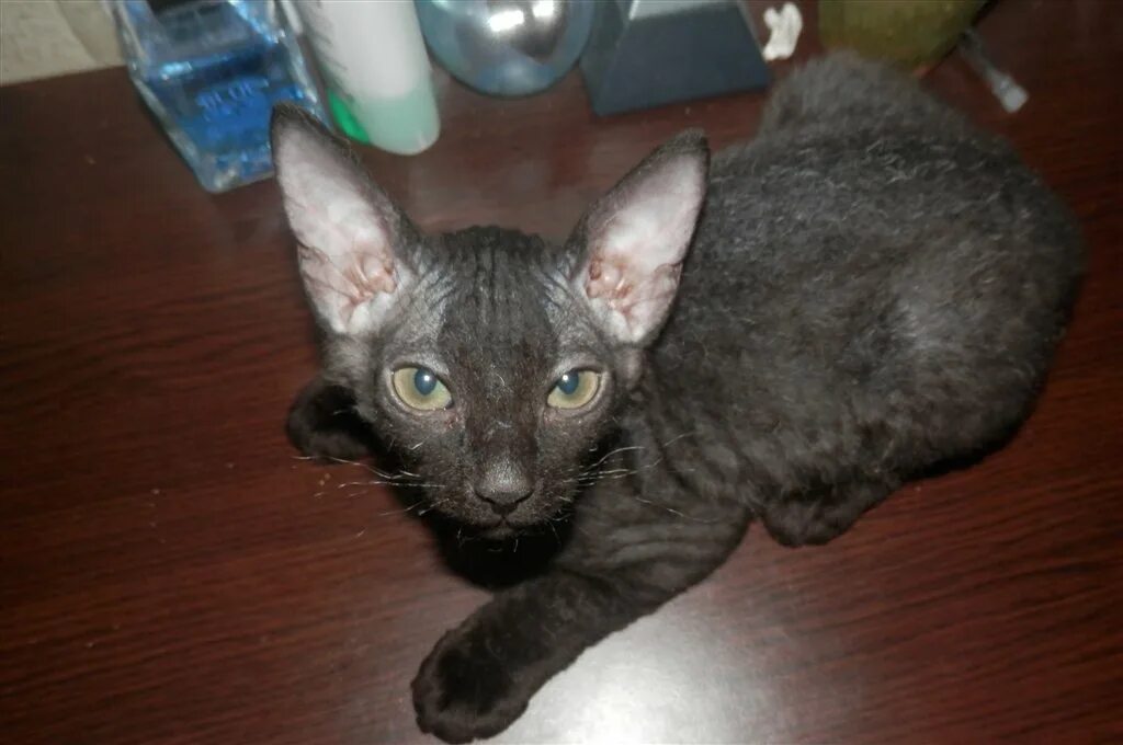 сфинкс браш. котята браш донской сфинкс. сфинкс браш. котята браш донской сфинкс. сфинкс браш.