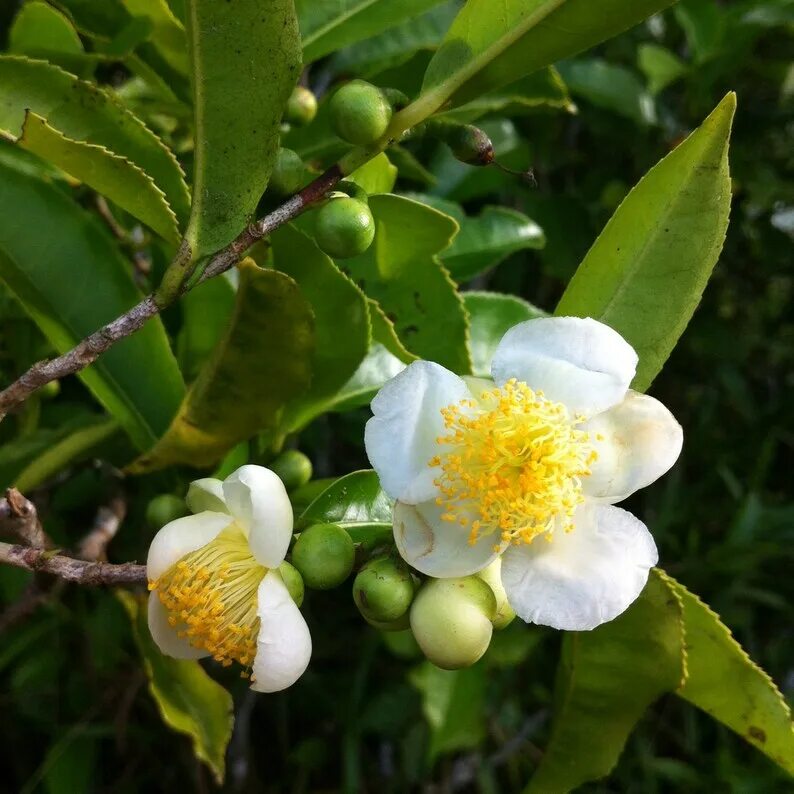 Camellia sinensis Darjeeling - Tea Plant - 5 Seeds eBay