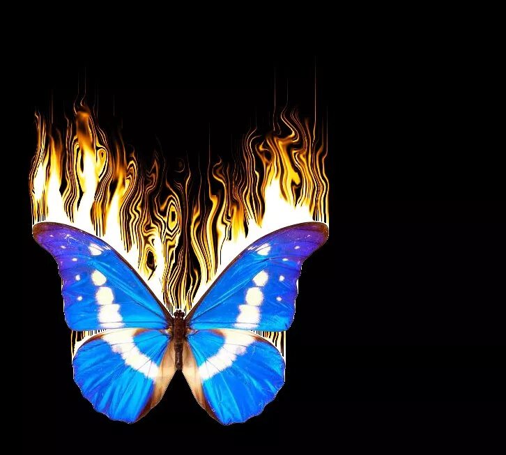 Огненная бабочка. Мотылек и огонь. Бабочка в огне. Горящая бабочка. Мотылек сгоришь песня