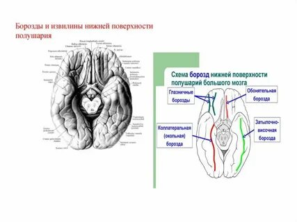 Борозда нижнего