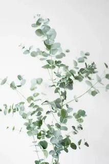 Plant series