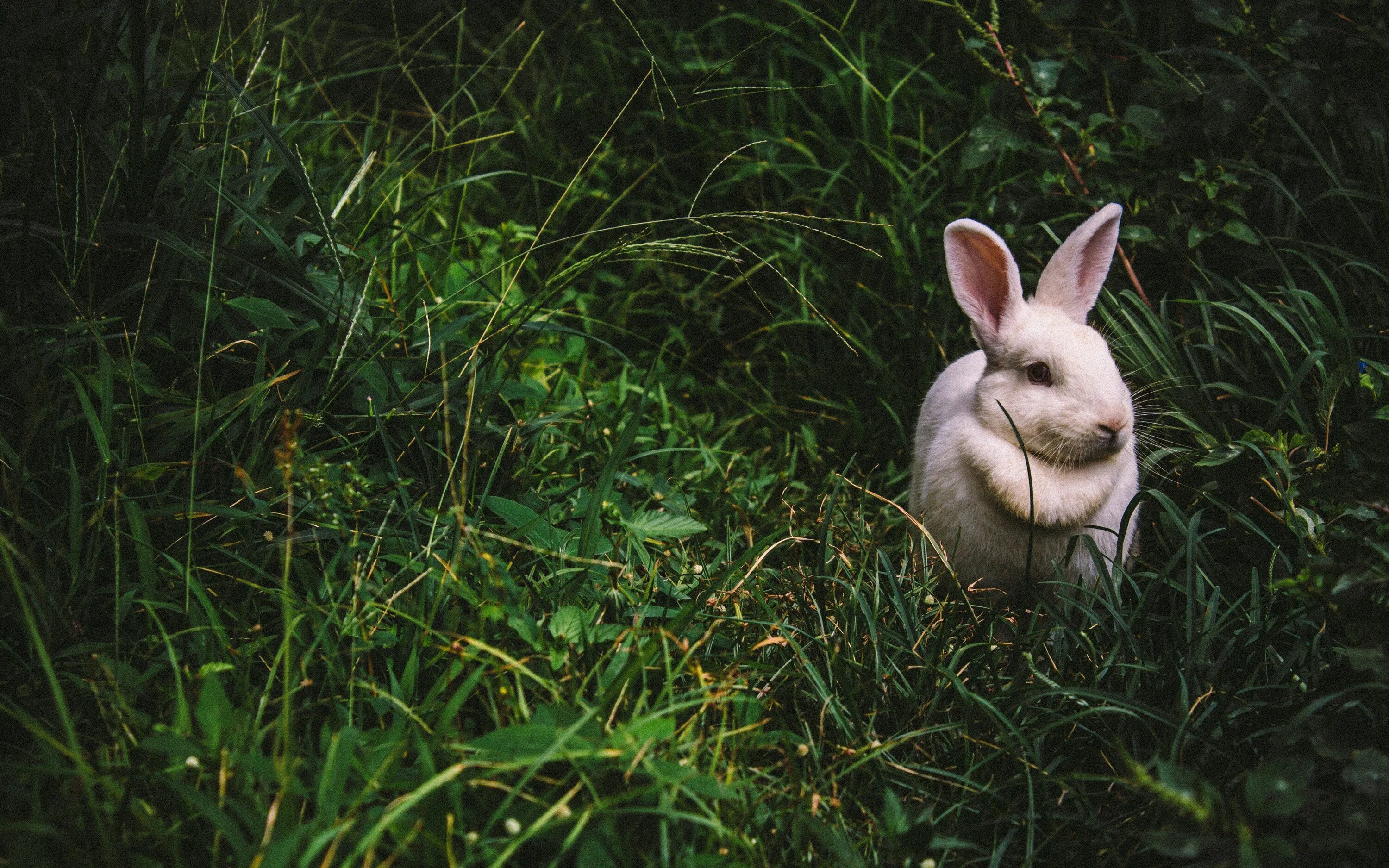 Rabbit 4. Rabbit 4