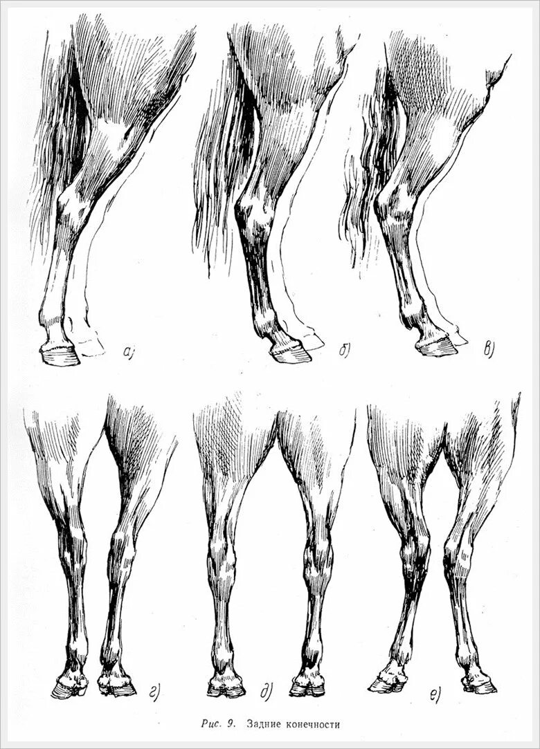 Цоканье копыт. Анатомия конечности лошади. Сухожилия скакательного сустава у лошади. Анатомия задней конечности лошади. Лошадь анатомия передние конечности.