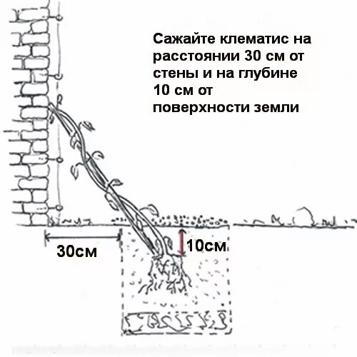 Правильно посадить клематис летом в открытый грунт. Схема посадки клематиса в открытый грунт. клематис посадка в открытый грунт. посадка клематиса весной в открытый грунт. посадка клематисов весной в открытый грунт.