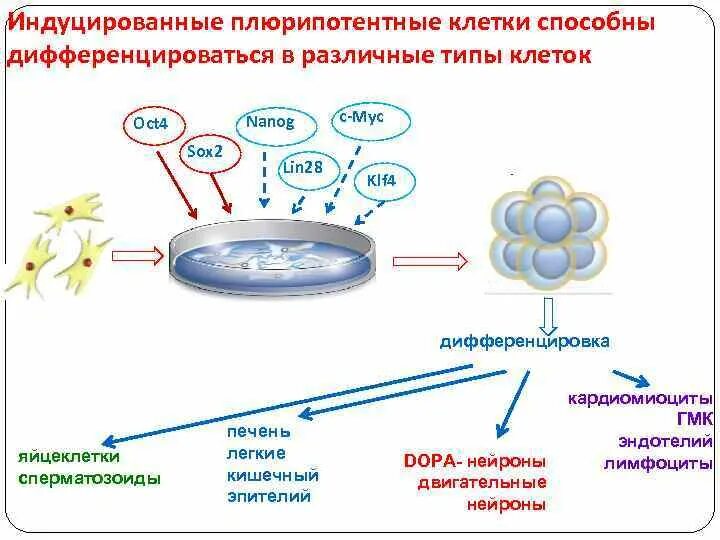 Плюрипотентные клетки это. Дифференциация клеток. Процесс дифференциации клеток. Детерминация клеток.