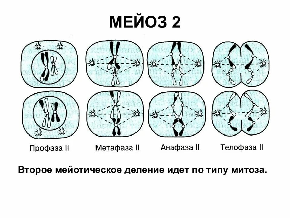 Фазы второго деления мейоза. Метафаза мейоза 2. метафаза 2 деления мейоза. профаза и метафаза мейоза. схема мейоза 2.
