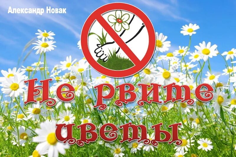 Табличка не рвите цветы. Не рвите цветы. Рвать цветы. Цветы не рвать табличка. Видео не рви цветы