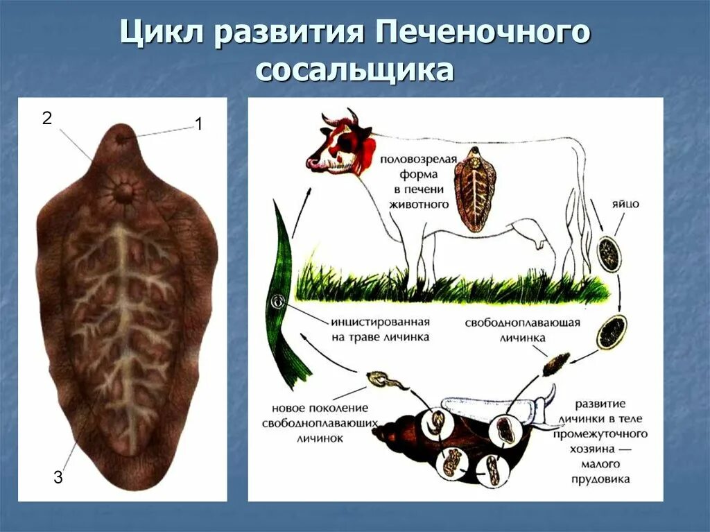 Схема развития печеночного сосальщика. Цикл развития печеночного сосальщика. Жизненный цикл печеночной двуустки. Схема жизненного цикла печеночного сосальщика. Тип плоские черви печеночный сосальщик