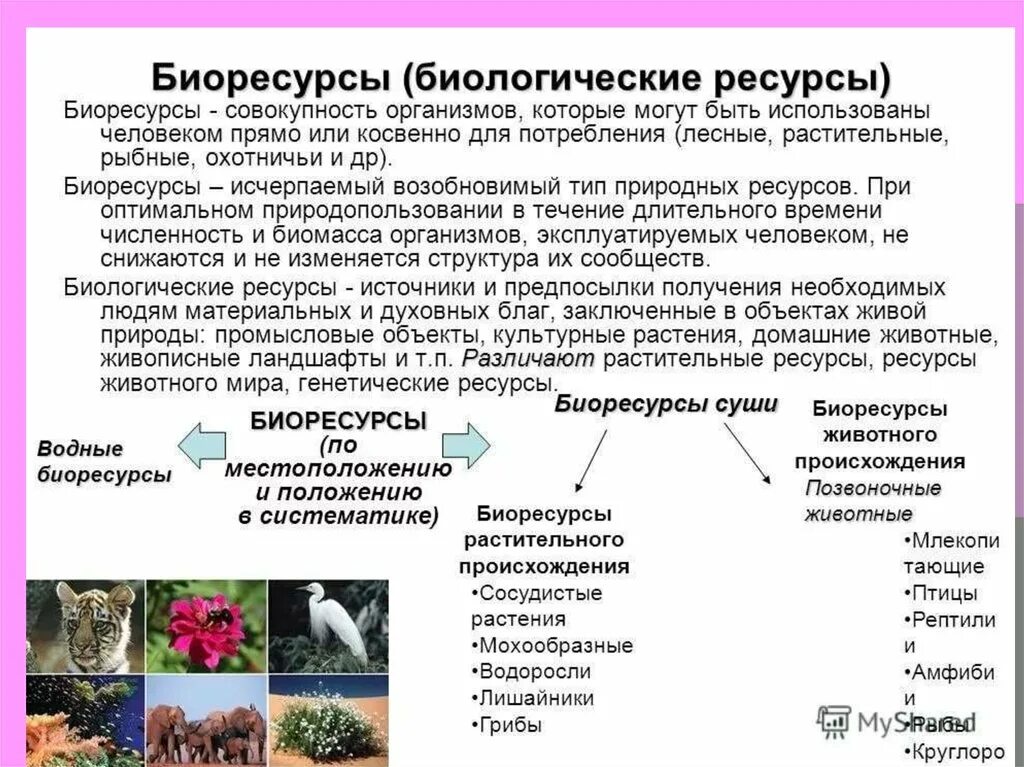 Характеристика биологических ресурсов. Биологические природные ресурсы. Природные ресурсы биологические ресурсы. Понятие биологические ресурсы.