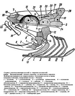 Череп костных рыб