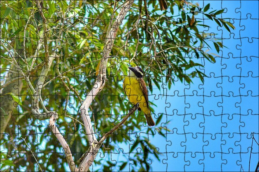 That bird is in the tree